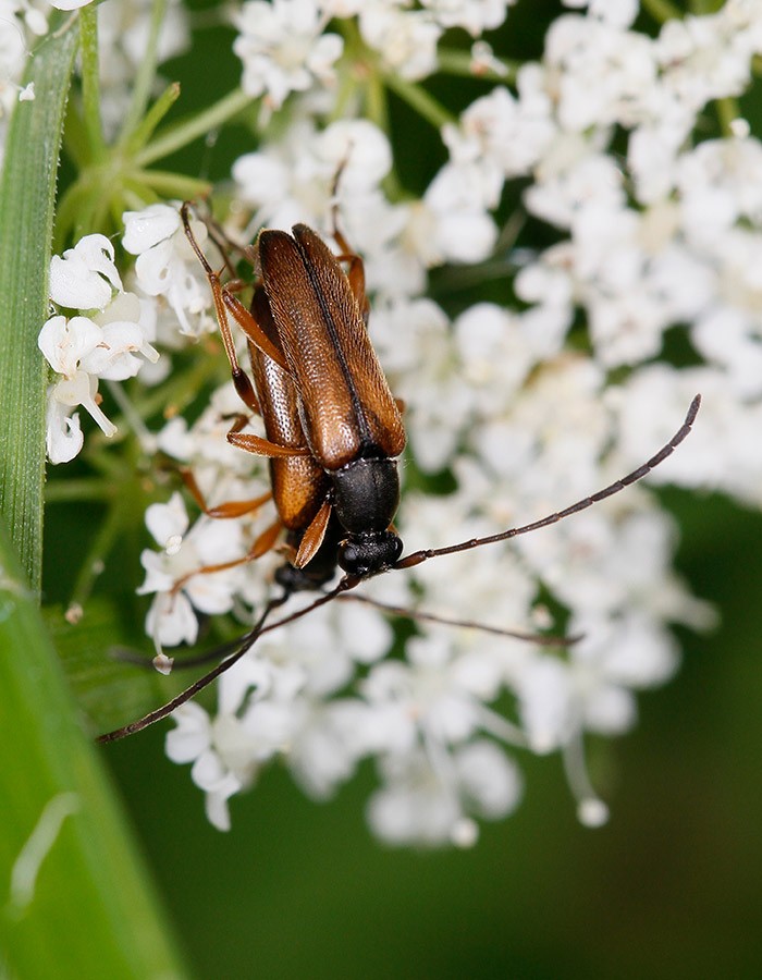  Alosterna